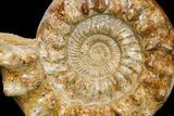 Huge, Jurassic Ammonite (Kranosphinctes?) Fossil - Madagascar #175782-1